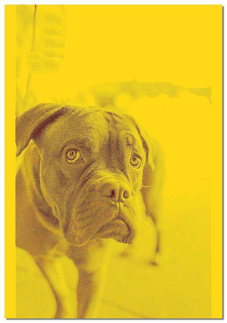 Bild von   strickdecke  farb hundedeckejpg | fotogeschenkideende 🎀 Geschenke mit eigenem Foto Motiv o Text
