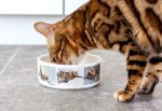 Bild von   futternapfjpg | fotogeschenkideende 🎀 Geschenke mit eigenem Foto Motiv o Text