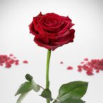 Bild von   unvergaengliche rosejpg | fotogeschenkideende 🎀 Geschenke mit eigenem Foto Motiv o Text