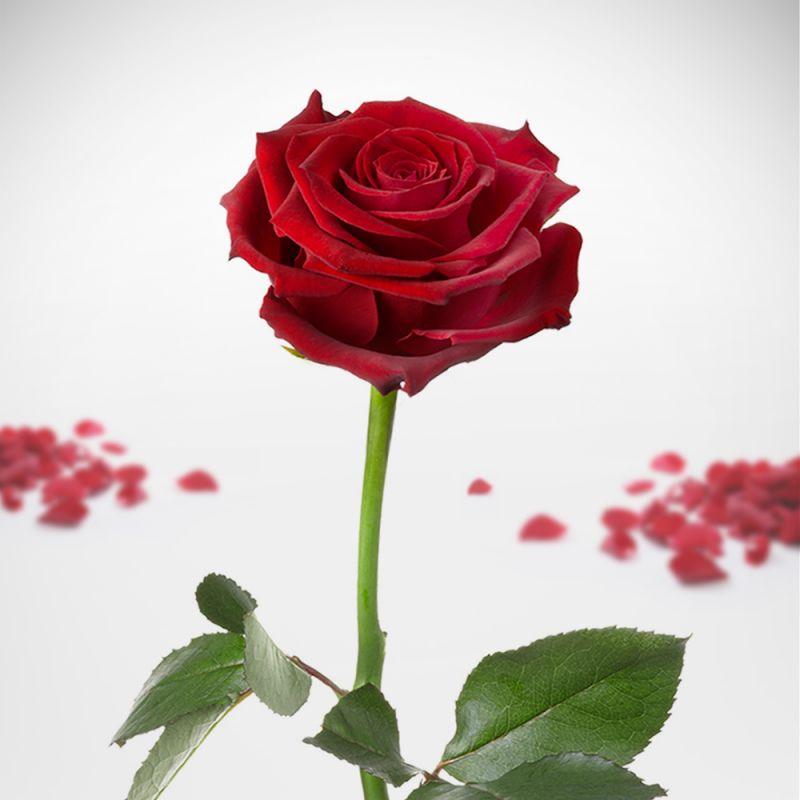 Bild von   unvergaengliche rosejpg | fotogeschenkideende 🎀 Geschenke mit eigenem Foto Motiv o Text